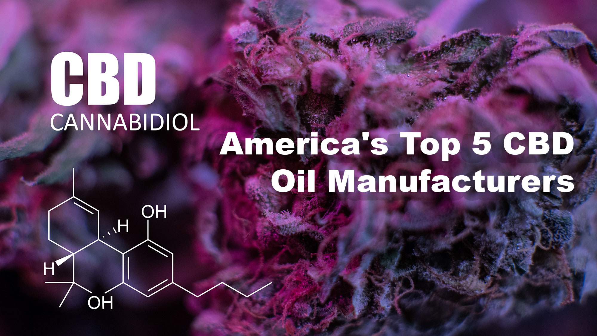 Organic CBD Oil - America's Top 5 CBD Oil Manufacturers and How to Choose the Right One